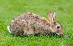 A Rabbit can Make a Lovely Pet for an Ideal Household